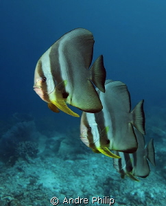 Batfish Parade by Andre Philip 